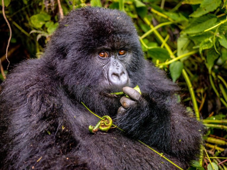 Day 4: Bwindi – 5 Days Uganda Gorilla Trekking Safari: Bwindi & Queen Elizabeth
